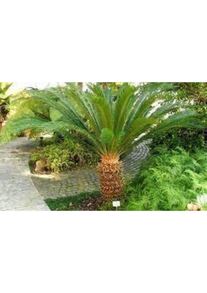 Sikas Palmiye Ağacı Tohumu 2 Adet modelleri