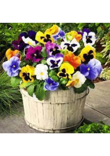 10 Adet Tohum Hercai Çiçek Tohumu