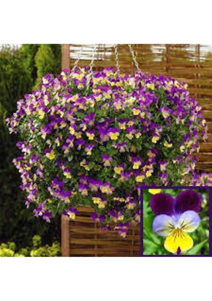 10 Adet Tohum Hercai Çiçek Tohumu fiyatları