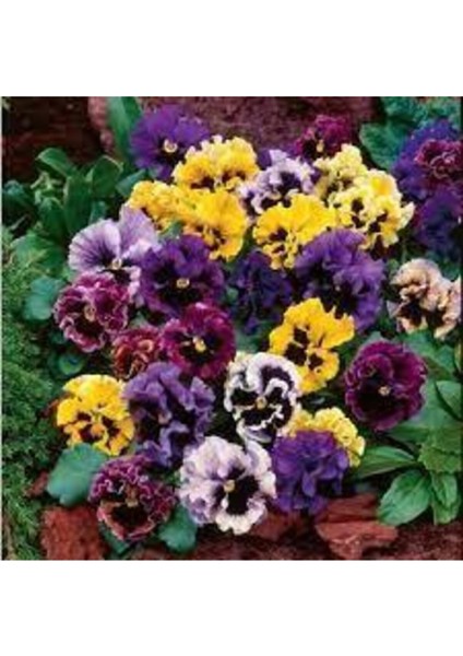 10 Adet Tohum Hercai Çiçek Tohumu modelleri