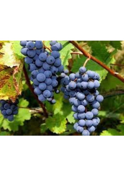 20 Adet Tohum Siyah Üzüm Tohumu Black Magic Asma Ağacı Tohumu