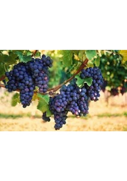 20 Adet Tohum Siyah Üzüm Tohumu Black Magic Asma Ağacı Tohumu fiyatları