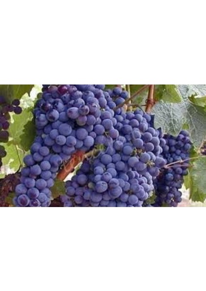 20 Adet Tohum Siyah Üzüm Tohumu Black Magic Asma Ağacı Tohumu modelleri