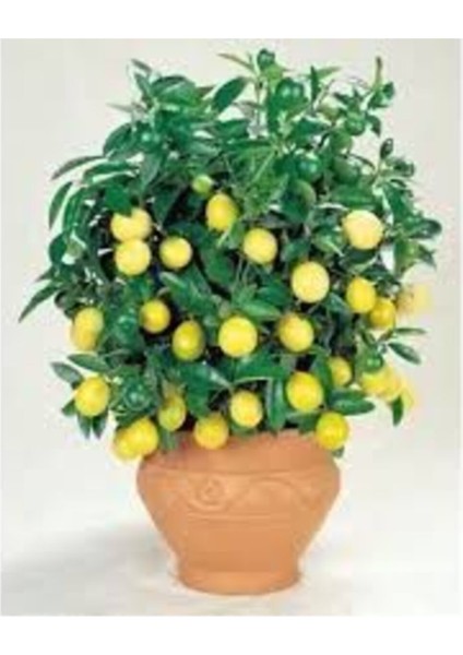 Bodur Bonsai Limon Ağacı Tohumu 10 Adet Tohum + Saksı Toprak fiyatları