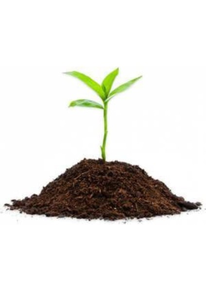 Bodur Bonsai Limon Ağacı Tohumu 10 Adet Tohum + Saksı Toprak modelleri