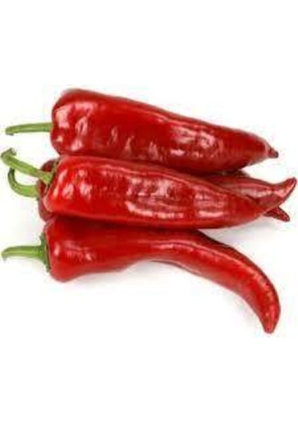 10 Adet Tohum Acı Samandağ Biberi Yerli Ata Tohum