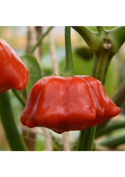 Tohum Nadir Gül Biberi Tohumu Kırmızı Gül Biberi Tohumu Gül Biber Tohumu Saksı Topraklı 10 Adet