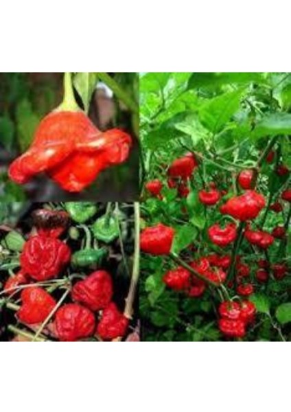 Tohum Nadir Gül Biberi Tohumu Kırmızı Gül Biberi Tohumu Gül Biber Tohumu Saksı Topraklı 10 Adet fiyatları