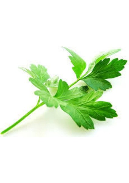 Tohum Geniş Yaprak Maydonoz Tohumu 250 Adet fiyatları