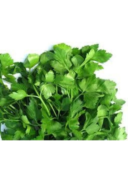 Tohum Geniş Yaprak Maydonoz Tohumu 250 Adet modelleri