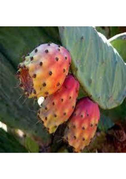 5 Adet Tohum Dikenli İncir Tohumu Yabani İncir Her Derde Deva Tohum