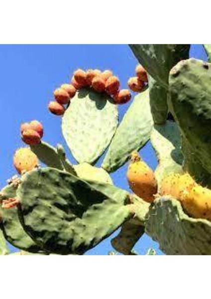 5 Adet Tohum Dikenli İncir Tohumu Yabani İncir Her Derde Deva Tohum fiyatları