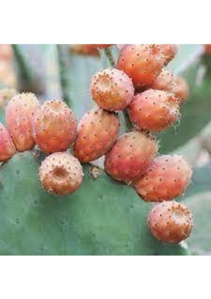 5 Adet Tohum Dikenli İncir Tohumu Yabani İncir Her Derde Deva Tohum modelleri