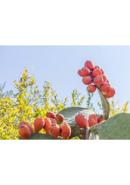 5 Adet Tohum Dikenli İncir Tohumu Yabani İncir Her Derde Deva Tohum fırsatları