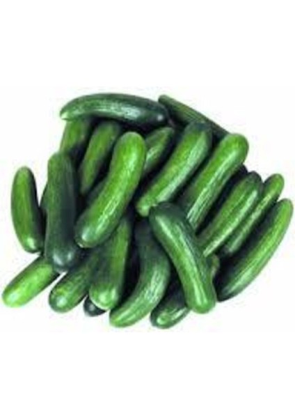 20 Adet Yerli Çengelköy Salatalık Tohumu