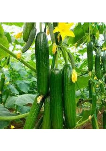 20 Adet Yerli Çengelköy Salatalık Tohumu fiyatları