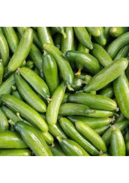 20 Adet Yerli Çengelköy Salatalık Tohumu modelleri