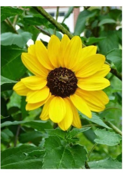 Süs Ayçiçeği Tohumu Çiçek Tohumu 5 Adet Tohum