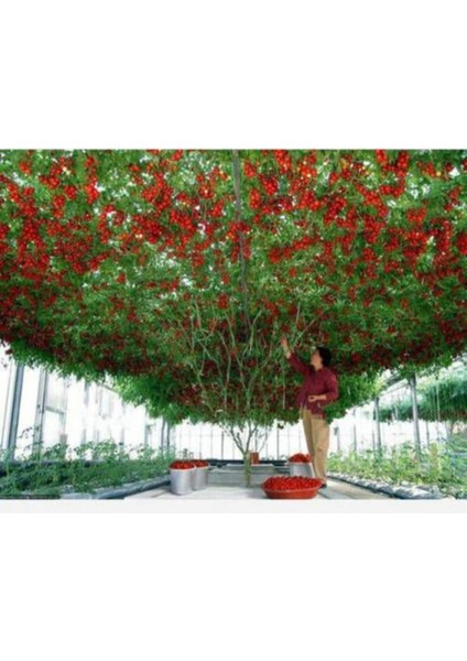 Italyan Domates Ağacı Tohumu 5 Adet Tohum Nadir Domates Tohumu + Saksı Toprak