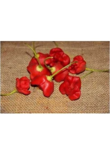 Acı Süs Gül Biberi Tohumu 5 Adet Tohum Süs Biberi Tohumu modelleri