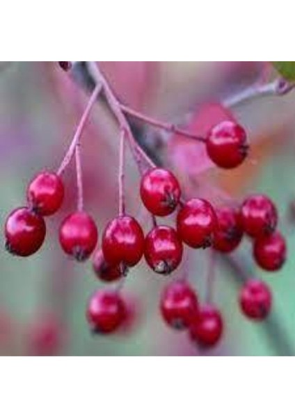 10 Adet Tohum Yaban Mersini Tohumu Cranberry Turna Yemişi Tohumu fiyatları