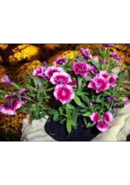 10 Adet Tohum Nadir Bulunan Çin Karanfili Çiçeği Tohum Çiçek Tohumu Karanfil Çiçeği Çin