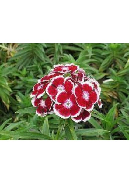 10 Adet Tohum Nadir Bulunan Çin Karanfili Çiçeği Tohum Çiçek Tohumu Karanfil Çiçeği Çin fiyatları