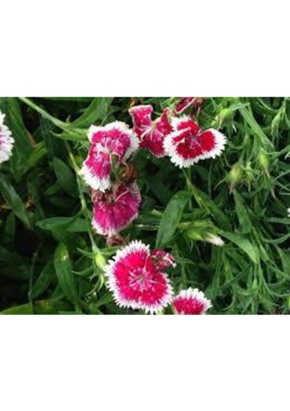 10 Adet Tohum Nadir Bulunan Çin Karanfili Çiçeği Tohum Çiçek Tohumu Karanfil Çiçeği Çin modelleri