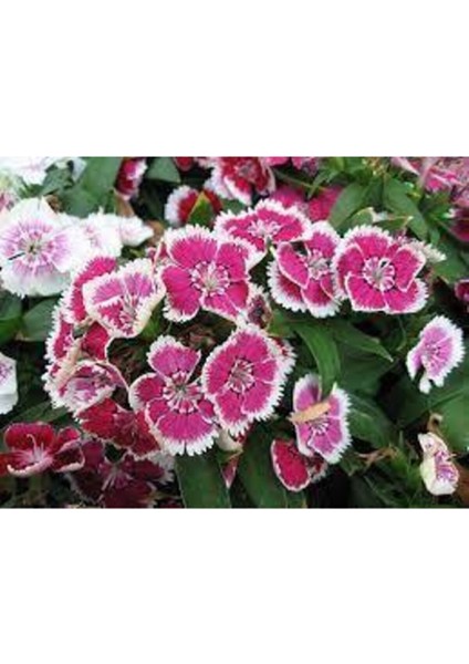 10 Adet Tohum Nadir Bulunan Çin Karanfili Çiçeği Tohum Çiçek Tohumu Karanfil Çiçeği Çin fırsatları