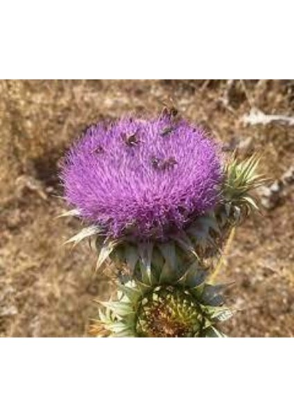 20 Adet Tohum Nadir Bulunan Deve Dikeni Çiçeği Tohumu Kenger Genger Çiçeği Olrak Bilinir Sürpriz Hed