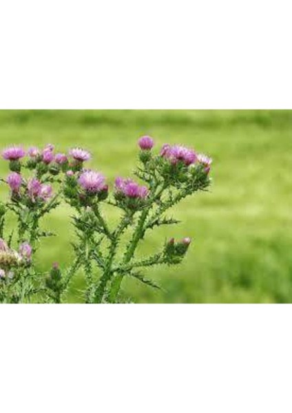 20 Adet Tohum Nadir Bulunan Deve Dikeni Çiçeği Tohumu Kenger Genger Çiçeği Olrak Bilinir Sürpriz Hed fiyatları