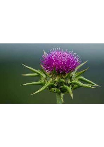 20 Adet Tohum Nadir Bulunan Deve Dikeni Çiçeği Tohumu Kenger Genger Çiçeği Olrak Bilinir Sürpriz Hed modelleri