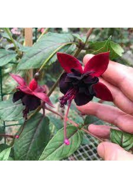 10 Adet Tohum Nadir Siyah Küpeli Çiçeği Tohumu Siyah Küpeli Çiçeği Tohumu Saksı Toprak