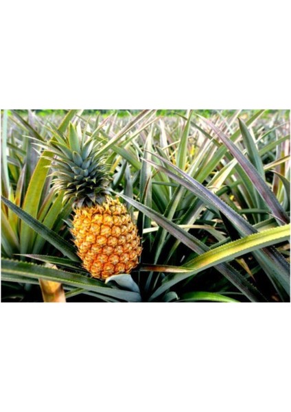 Tropikal Ananas Meyvesi Tohumu 5 Adet fiyatları