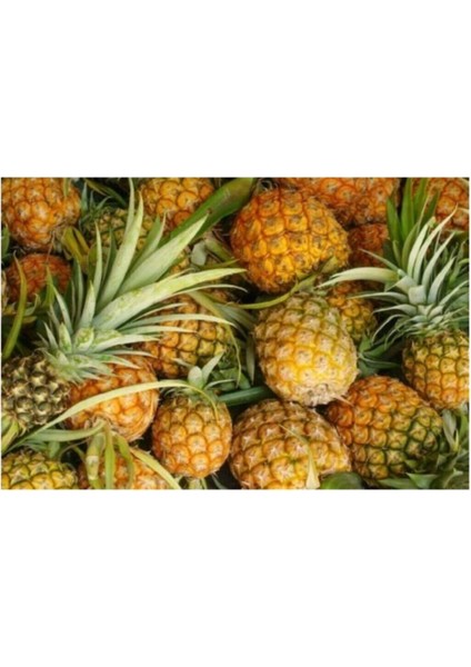 Tropikal Ananas Meyvesi Tohumu 5 Adet modelleri