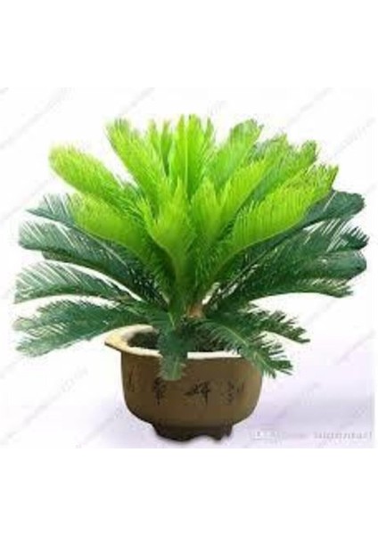 3 Adet Tohum Nadir Bulunan Skas Palmiye Ağacı Tohumu Sikas Ağacı Tohumu Cycas Japon Palmiye Ağacı