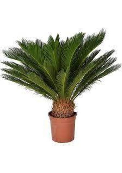 3 Adet Tohum Nadir Bulunan Skas Palmiye Ağacı Tohumu Sikas Ağacı Tohumu Cycas Japon Palmiye Ağacı fiyatları