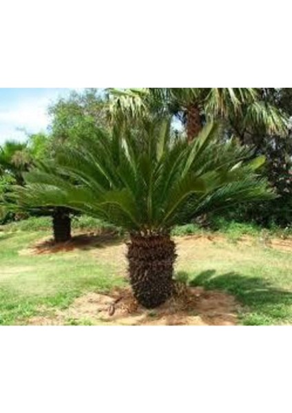 3 Adet Tohum Nadir Bulunan Skas Palmiye Ağacı Tohumu Sikas Ağacı Tohumu Cycas Japon Palmiye Ağacı modelleri