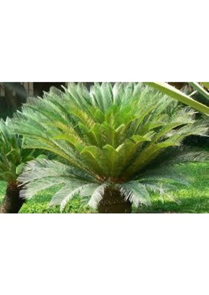 3 Adet Tohum Nadir Bulunan Skas Palmiye Ağacı Tohumu Sikas Ağacı Tohumu Cycas Japon Palmiye Ağacı fırsatları