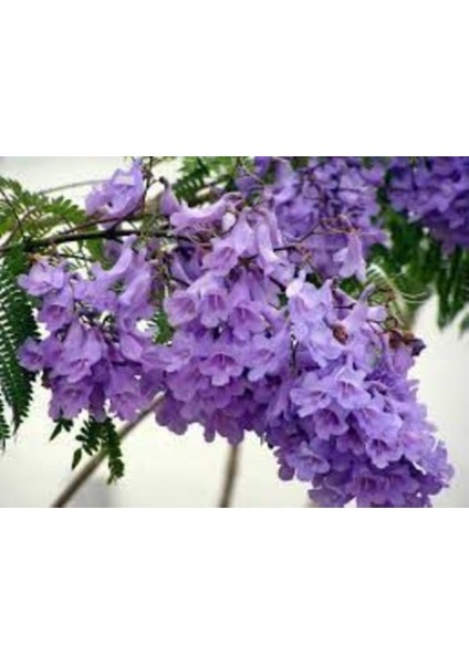 5 Adet Tohum Jakaranda Tohumu Dev Jakaranda Ağacı Tohumu fiyatları