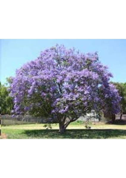 5 Adet Tohum Jakaranda Tohumu Dev Jakaranda Ağacı Tohumu modelleri