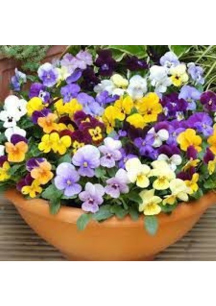 Hercai Menekşe Çiçek Tohumu 10 Adet Tohum Hercai Çiçeği Tohumu + Saksı Toprak fiyatları