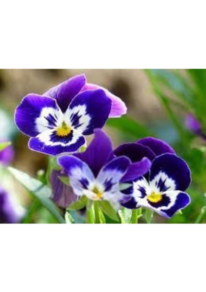 Hercai Menekşe Çiçek Tohumu 10 Adet Tohum Hercai Çiçeği Tohumu + Saksı Toprak modelleri