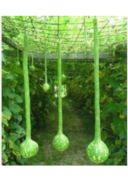 5 Adet Tohum Nadir Uzun Süs Kabağı Tohumu Su Kabağı Tohumu Kabak Tohumu