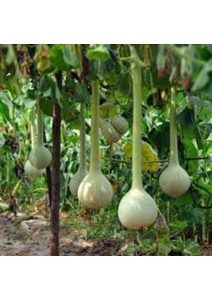 5 Adet Tohum Nadir Uzun Süs Kabağı Tohumu Su Kabağı Tohumu Kabak Tohumu modelleri