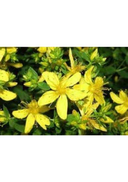 Sarı Kantaron Tohumu Kantaron Otu Tohumu + Saksı Toprak