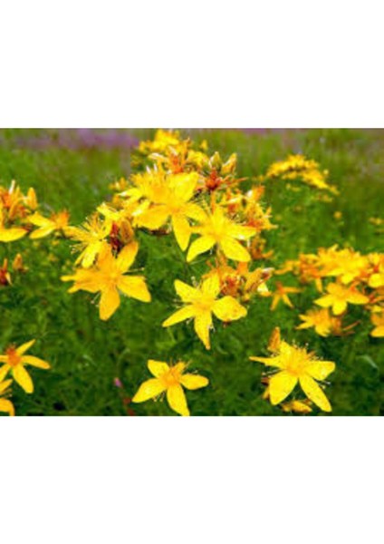 Sarı Kantaron Tohumu Kantaron Otu Tohumu + Saksı Toprak fiyatları