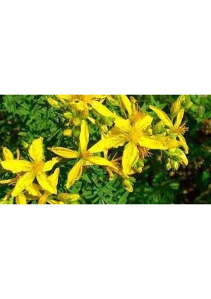 Sarı Kantaron Tohumu Kantaron Otu Tohumu + Saksı Toprak modelleri