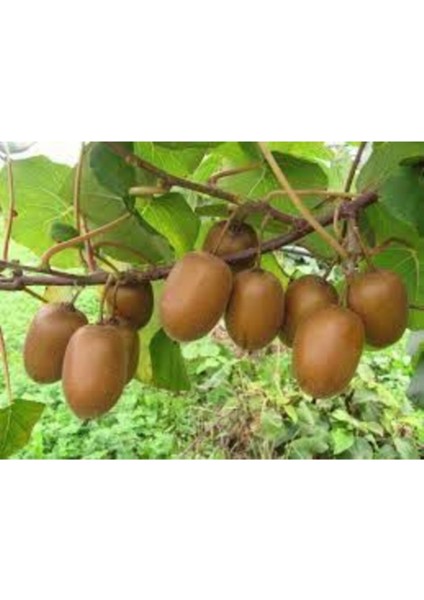 Kivi Ağacı Tohumu Yeşil Tatlı Kivi Tohumu 10 Adet Tohum fiyatları