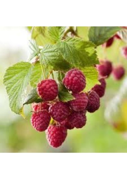 40 Adet Kırmızı Bögürtlen Tohumu + Saksı Toprak modelleri